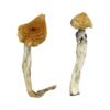 Aztec God Magic Mushrooms Wirkung