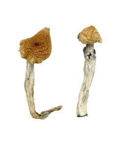 Aztec God Magic Mushrooms Wirkung