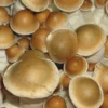 PES Hawaii Cubensis Pilzsporen kaufen