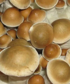 PES Hawaii Cubensis Pilzsporen kaufen