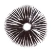 Thai Ban Hua Sporendruck | Psilocybe Cubensis Qualität