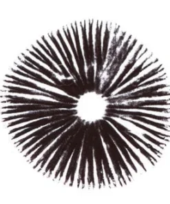 Thai Ban Hua Sporendruck | Psilocybe Cubensis Qualität