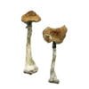 A+ Magic Mushrooms – Wirkung & Eigenschaften erklärt