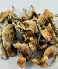 Transkei Zauberpilze Wirkung – Infos einfach erklärt