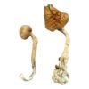 African Transkei Magic Mushrooms Wirkung – Infos & Eigenschaften