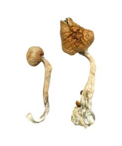 African Transkei Magic Mushrooms Wirkung – Infos & Eigenschaften