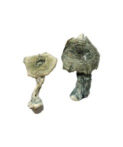 Albino Cambodians Magic Mushrooms Wirkung – Infos & Eigenschaften