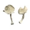 Albino Louisiana Magic Mushrooms Wirkung – Infos & Eigenschaften