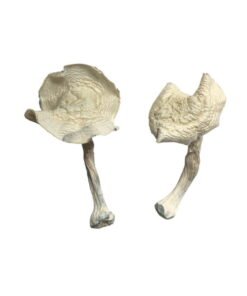 Albino Louisiana Magic Mushrooms Wirkung – Infos & Eigenschaften