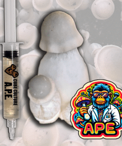 Albino Penis Envy Liquid Culture (APE) kaufen – Hochwertige Pilzkultur