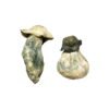 Albino Penis Envy Magic Mushrooms Wirkung – Infos & Stärke