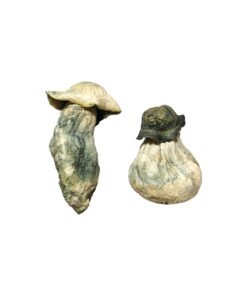 Albino Penis Envy Magic Mushrooms Wirkung – Infos & Stärke