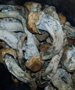 Albino Penis Envy Mushrooms kaufen – Starke Magic Mushrooms