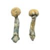 Albino Treasure Coast Magic Mushrooms Wirkung – Infos & Eigenschaften