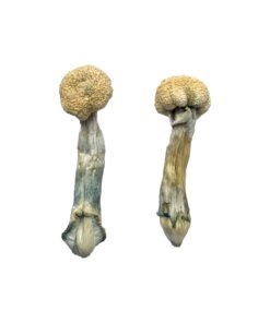 Albino Treasure Coast Magic Mushrooms Wirkung – Infos & Eigenschaften