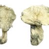 Albino Zilla Magic Mushrooms Wirkung – Infos & Eigenschaften