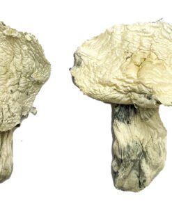 Albino Zilla Magic Mushrooms Wirkung – Infos & Eigenschaften