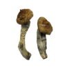 Amazonian Magic Mushrooms Wirkung – Infos & Eigenschaften