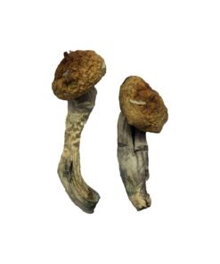 Amazonian Magic Mushrooms Wirkung – Infos & Eigenschaften