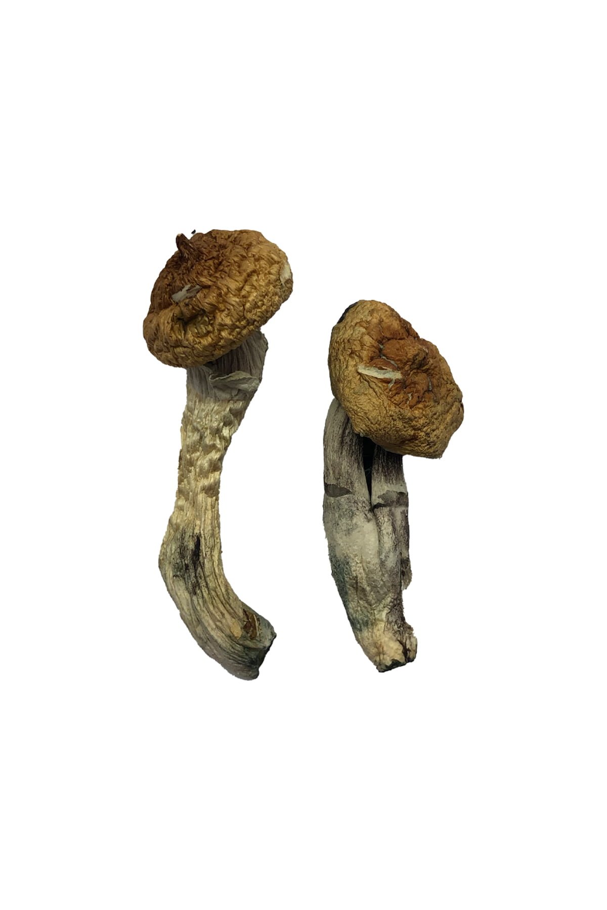 Amazonian Magic Mushrooms Wirkung – Infos & Eigenschaften