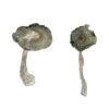 APEX Magic Mushrooms Wirkung – Infos & Eigenschaften