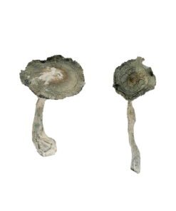 APEX Magic Mushrooms Wirkung – Infos & Eigenschaften