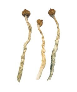Arenal Volcano Magic Mushrooms Wirkung