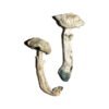 Avery’s Albino Magic Mushrooms Wirkung
