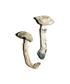 Avery’s Albino Magic Mushrooms Wirkung