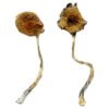 Ban Thurian Magic Mushrooms Wirkung
