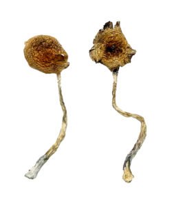 Ban Thurian Magic Mushrooms Wirkung