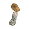 Big Mex Magic Mushrooms Wirkung – Infos & Eigenschaften