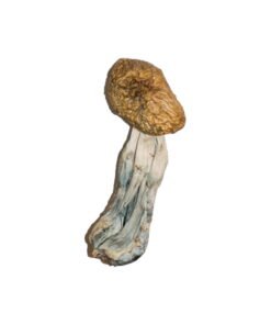 Big Mex Magic Mushrooms Wirkung – Infos & Eigenschaften