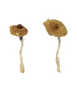 Blue Magnolia Rust Magic Mushrooms Wirkung – Infos & Eigenschaften