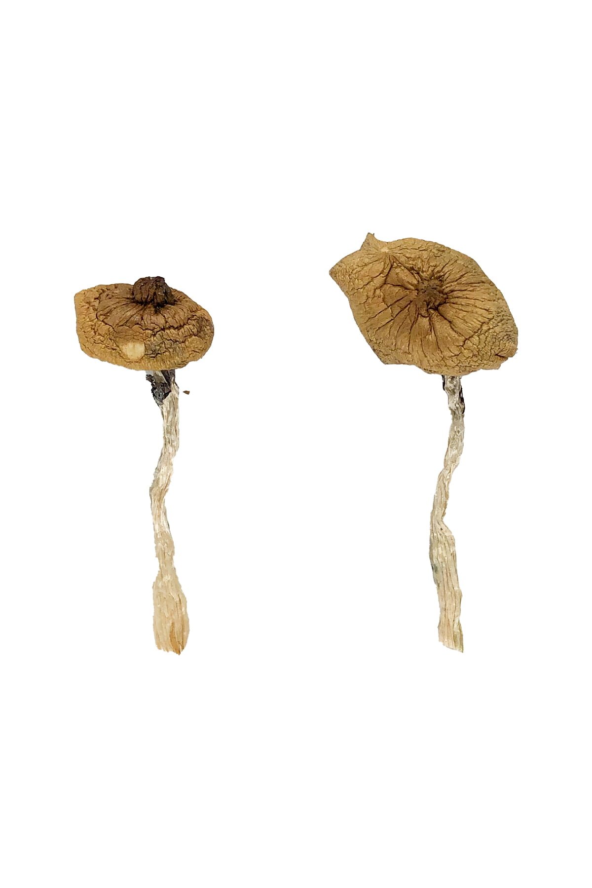 Blue Magnolia Rust Magic Mushrooms Wirkung – Infos & Eigenschaften