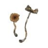 Blue Meanie Magic Mushrooms Wirkung