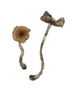 Blue Meanie Magic Mushrooms Wirkung