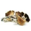 Brazilian Cubensis Mushroom kaufen – Klassische Magic Mushrooms