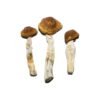 Brazilian Magic Mushrooms Wirkung