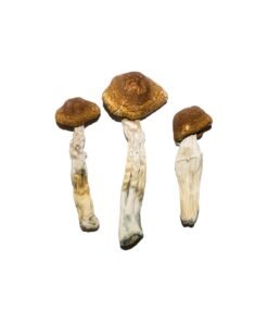 Brazilian Magic Mushrooms Wirkung