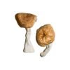 Burmese Magic Mushrooms Wirkung