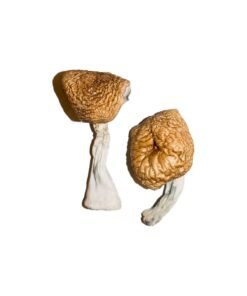 Burmese Magic Mushrooms Wirkung