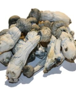 Albino Penis Envy Zauberpilze Wirkung und Infos