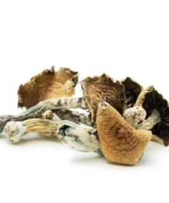 Brasilianische Cubensis Zauberpilze Wirkung und Infos