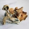 Golden Teacher Zauberpilze Wirkung und Infos
