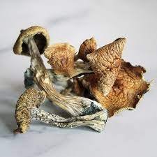 Golden Teacher Zauberpilze Wirkung und Infos