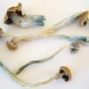 Liberty Cap Zauberpilze Wirkung und Infos