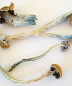 Liberty Cap Zauberpilze Wirkung und Infos