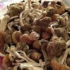 Liberty Caps Zauberpilze Wirkung und Infos