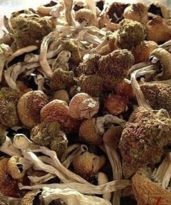 Liberty Caps Zauberpilze Wirkung und Infos
